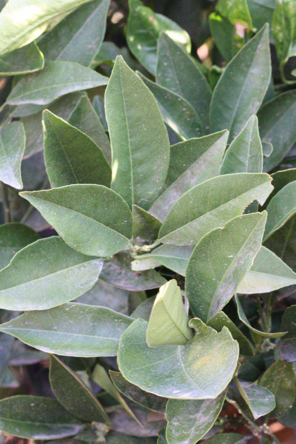            Shade leaves (Riverside, CA)   